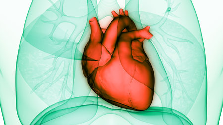 3D Illustration Concept of Human Circulatory System Heart Anatomyの写真素材