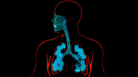 3D Illustration Concept of Human Respiratory System Lungs with Alveoli Anatomyの写真素材
