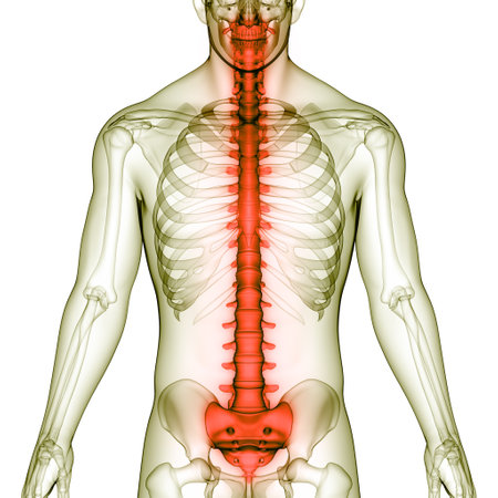 3D Illustration Concept of Spinal Cord Vertebral Column of Human Skeleton System Anatomy