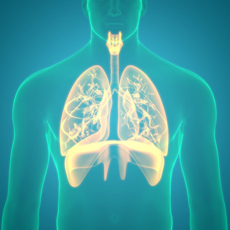 3D Illustration Concept of Human Respiratory System Lungs Anatomyの写真素材
