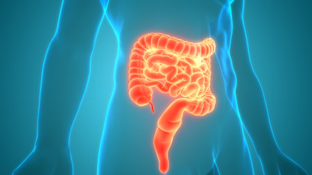 3D Illustration Concept of Human Digestive System Large and Small Intestine Anatomyの写真素材