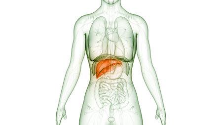 3D Illustration Concept of Human Internal Digestive Organ Liver ANatomyの写真素材