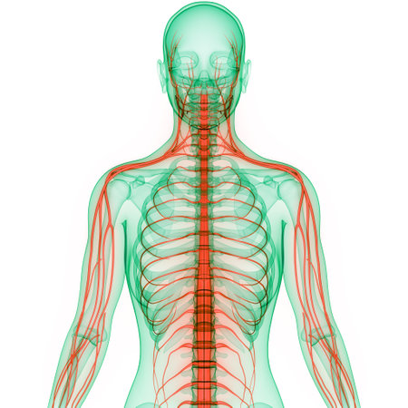 3D Illustration Concept of Central Organ of Human Nervous System Brain Anatomy
