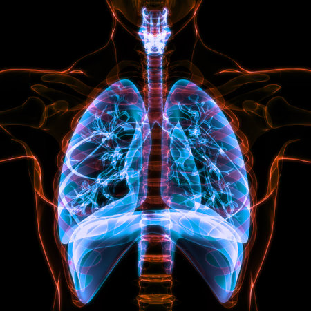 3D Illustration Concept of Human Respiratory System Lungs Anatomyの写真素材
