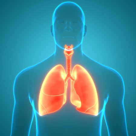 3D Illustration Concept of Human Respiratory System Lungs Anatomyの写真素材