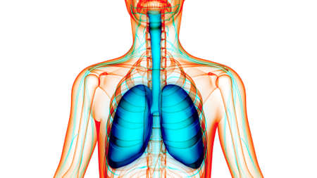 3D Illustration Concept of Human Respiratory System Lungs Anatomyの写真素材