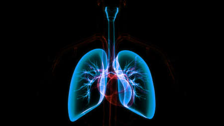 3D Illustration Concept of Human Respiratory System Lungs Anatomyの写真素材