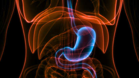 3D Illustration Concept of Human Digestive System Stomach Anatomy