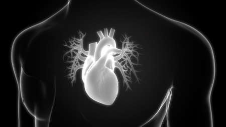 3D Illustration Concept of Human Circulatory System Heart Anatomyの写真素材
