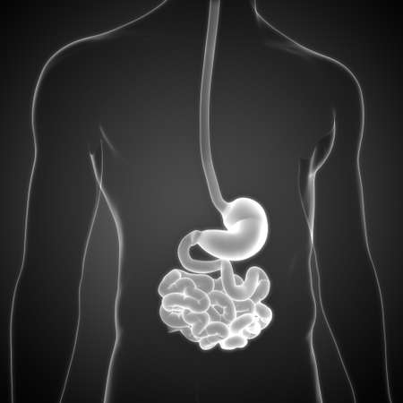 3D Illustration Concept of Human Digestive System Stomach with Small Intestine Anatomyの写真素材
