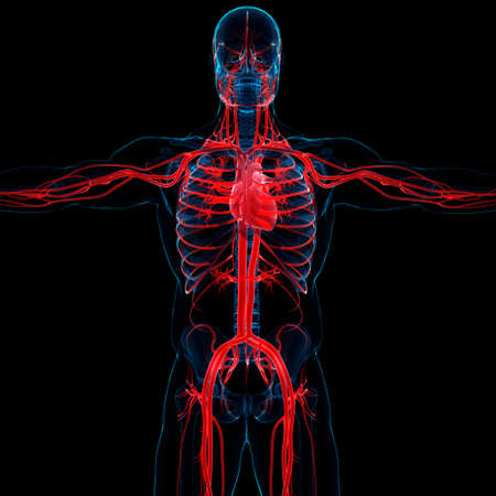 3D Illustration Concept of Human Circulatory System Heart Anatomyの写真素材