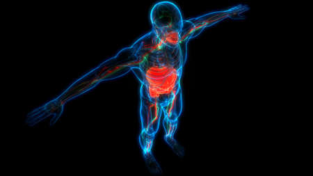 3D Illustration Concept of Human Digestive System Anatomyの写真素材