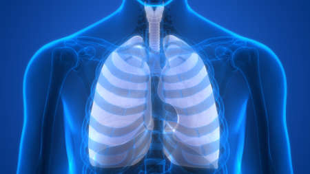 3D Illustration Concept of Human Respiratory System Lungs Anatomyの写真素材
