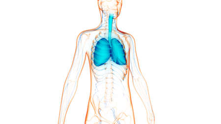 3D Illustration Concept of Human Respiratory System Lungs Anatomy