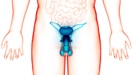 3D Illustration Concept of Male Reproductive System Anatomyの写真素材
