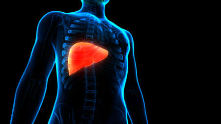 3D Illustration Concept of Human Internal Digestive Organ Liver Anatomyの写真素材
