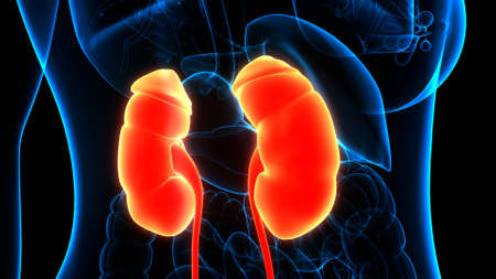 3D Illustration Concept of Human Urinary System Kidneys Anatomyの写真素材