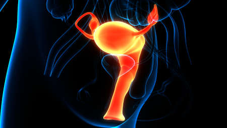 3D Illustration Concept of Female Reproductive System Anatomyの写真素材