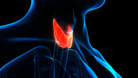 3D Illustration Concept of Human Body Glands Thyroid Gland Anatomy