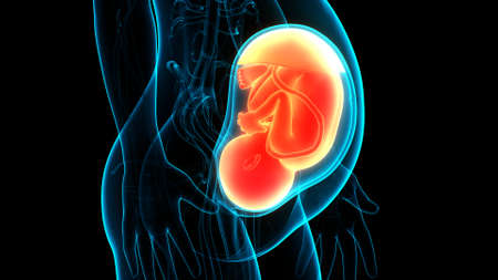 3D Illustration Concept of Human Fetus Baby in Womb Anatomy