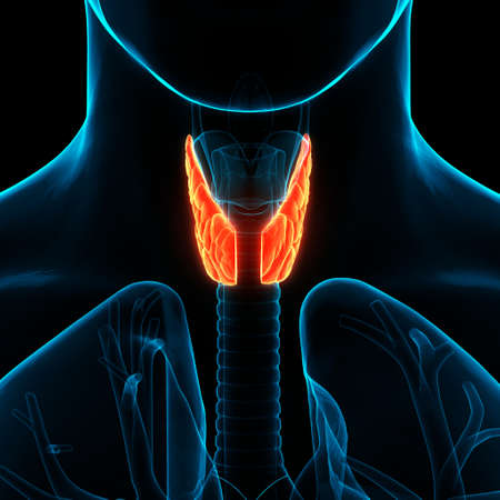 3D Illustration Concept of Human Body Glands Lobes of Thyroid Gland Anatomyの写真素材