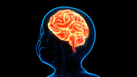 3D Illustration Concept of Central Organ of Human Nervous System Brain Anatomy