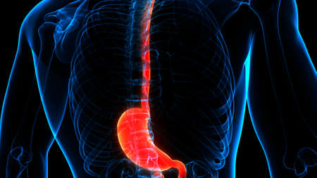 3D Illustration Concept of Human Digestive System Stomach Anatomyの写真素材