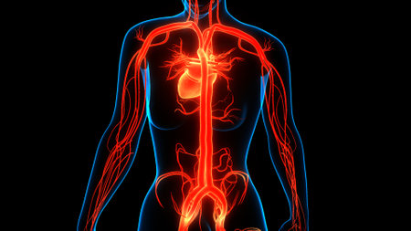 3D Illustration Concept of Human Circulatory System Heart Anatomyの写真素材