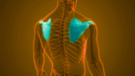 3D Illustration Concept of Human Skeleton System Bone Joints Anatomy