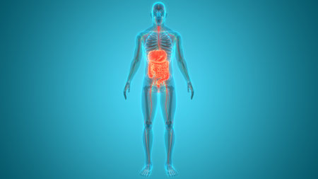 3D Illustration Concept of Human Digestive System Anatomyの写真素材