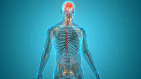 3D Illustration Concept of Central Organ of Human Nervous System Brain Anatomyの写真素材
