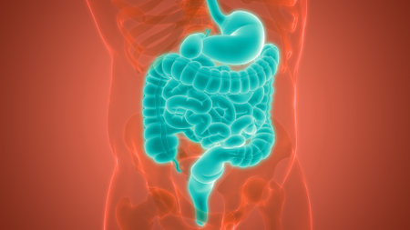 3D Illustration Concept of Human Digestive System Anatomy