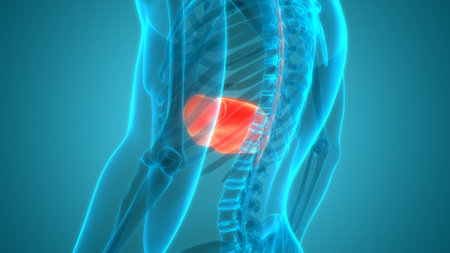 3D Illustration Concept of Human Internal Digestive Organ Liver Anatomyの写真素材