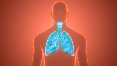 3D Illustration Concept of Human Respiratory System Lungs Anatomyの写真素材