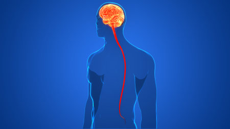 3D Illustration Concept of Central Organ of Human Nervous System Brain Anatomy