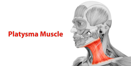 3D Illustration Concept of Human Body Muscular System Head Muscles Platysma Muscle Anatomyの写真素材
