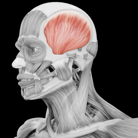 3D Illustration Concept of Human Body Muscular System Head Muscles Temporal Muscle Anatomyの写真素材