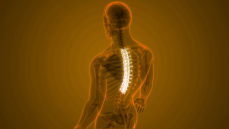 3D Illustration Concept of Spinal Cord Vertebral Column of Human Skeleton System Anatomy