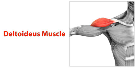 3D Illustration Concept of Human Muscular System Arm Muscles Deltoideus Muscle Anatomyの写真素材
