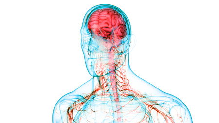 3D Illustration Concept of Central Organ of Human Nervous System Brain Anatomyの写真素材