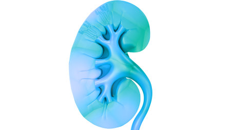 3D Illustration Concept of Human Urinary System Kidney Anatomyの写真素材