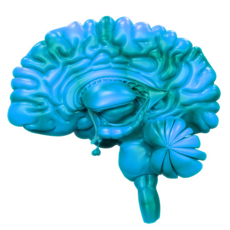 3D Illustration Concept of Central Organ of Human Nervous System Brain Anatomy