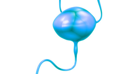 3D Illustration Concept of Human Urinary System Kidneys with Bladder Anatomy