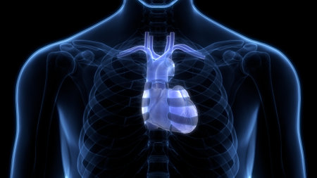 3D Illustration Concept of Human Circulatory System Heart Anatomyの写真素材