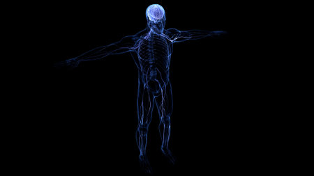 3D Illustration Concept of Central Organ of Human Nervous System Brain Anatomy