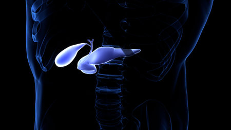 3D Illustration Concept of Human Internal Organ Pancreas Anatomy