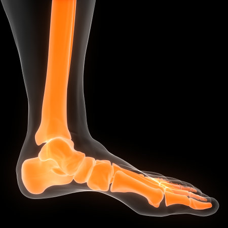 3D Illustration Concept of Human Skeleton System Leg Bone Joints Anatomy
