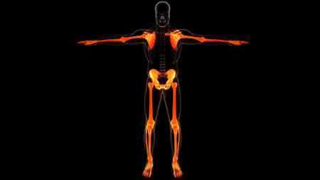 3D Illustration Concept of Human Skeleton System Appendicular Skeleton Bone Joints Anatomyの写真素材