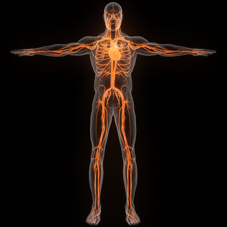3D Illustration Concept of Human Circulatory System Heart Anatomyの写真素材