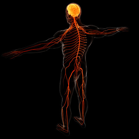 3D Illustration Concept of Central Organ of Human Nervous System Brain Anatomyの写真素材